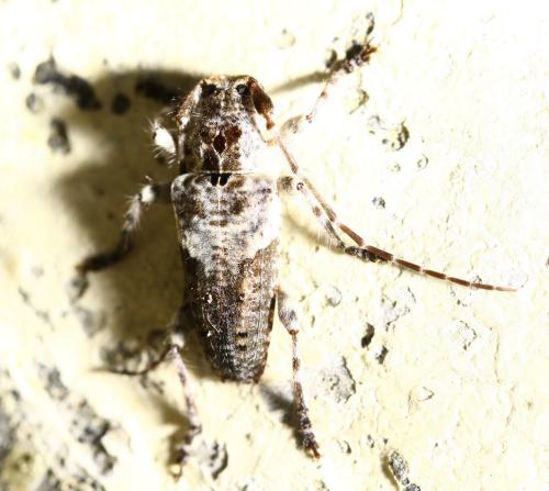 Réf. 296 350 : Pogonocherus perroudi